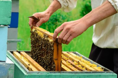 Arıcı arılarla dolu bir bal peteği tutuyor. Arı yetiştiricisi arı kovanındaki bal peteği çerçevesini inceliyor. Arıcılık konsepti