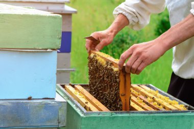 Arıcı elinde arılarla bir bal hücresi tutuyor. Apiculture. Apiary