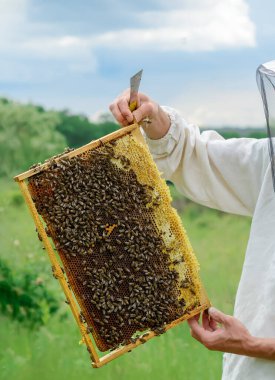 Arıcı elinde arılarla bir bal hücresi tutuyor. Apiculture. Apiary