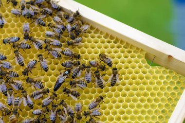 Kraliçe arı her zaman işçilerle çevrili. Hizmetçileri. Görüntü