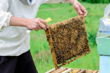 Arıcı elinde arılarla dolu bir bal peteği tutuyor. Arı kovanındaki bal peteği çerçevesini kontrol eden koruyucu iş giysisi sorumlusu. Arıcılık konsepti