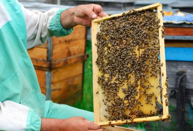 Arıcı arılarla dolu bir bal peteği tutuyor. Arı yetiştiricisi arı kovanındaki bal peteği çerçevesini inceliyor. Arıcılık konsepti