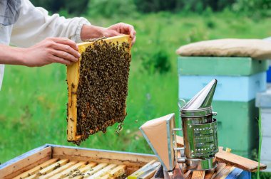 Arı yetiştiricisi kovanların yanında arılarla çalışır. Görüntü