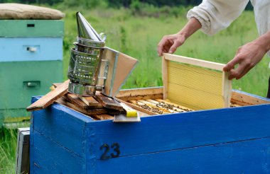 Apiary. Arı yetiştiricisi kovanların yanında arılarla çalışır. Görüntü