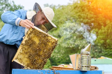 Apiary. Arı yetiştiricisi kovanların yanında arılarla çalışır. Görüntü
