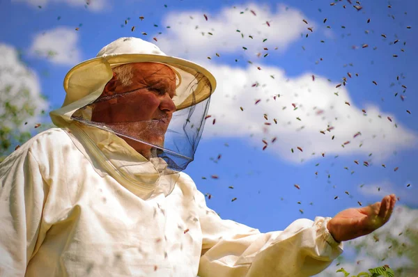 Der Roggen Der Bienen Fliegt Einen Imker Herum Thema Imkerei — Stockfoto