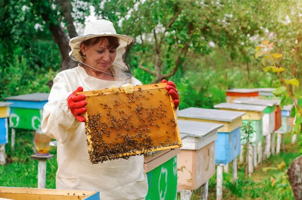 Arıcı kadın arı kovanını ve tarak çerçevesini kontrol ediyor. Bal peteği. Apiary