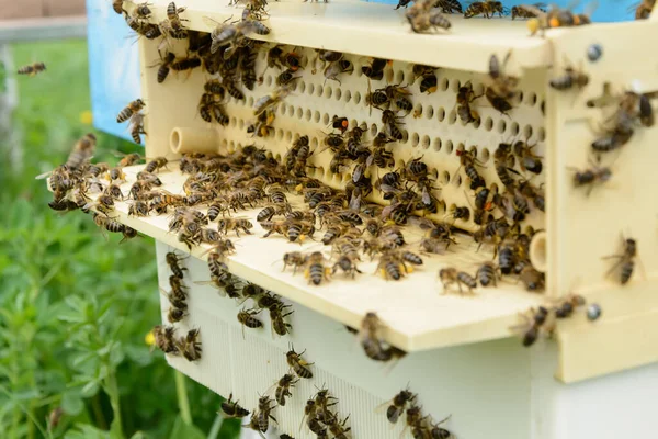 Устройство Предназначено Сбора Пыльцы Прикрепленной Улью Апикультура Пчелы Собирают Пыльцу — стоковое фото