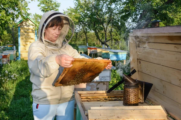 Μελισσοκόμος Ελέγχει Κυψέλη Και Χτένα Πλαίσιο Αρπακτικό — Φωτογραφία Αρχείου