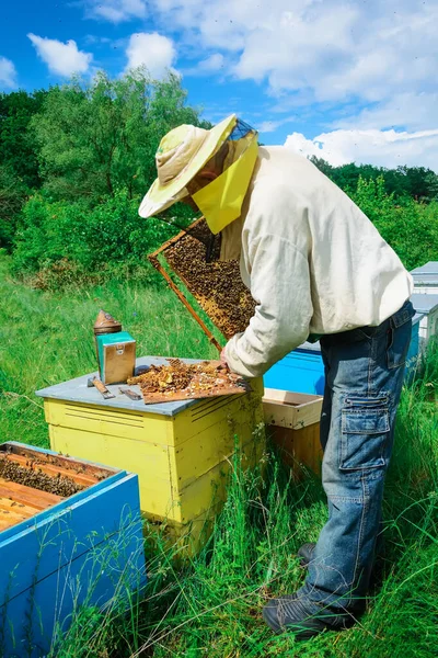 Apiário Apicultor Trabalha Com Abelhas Perto Das Colmeias Apicultura — Fotografia de Stock