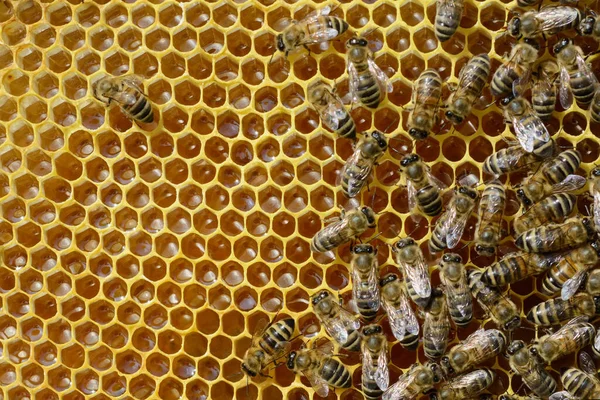 ミツバチは新鮮な蜜を蜂蜜に加工した — ストック写真