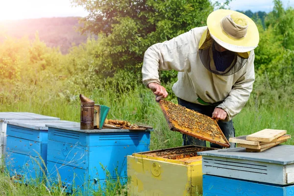 Apiarium Imker Werkt Met Bijen Bij Bijenkorven Bijenteelt — Stockfoto