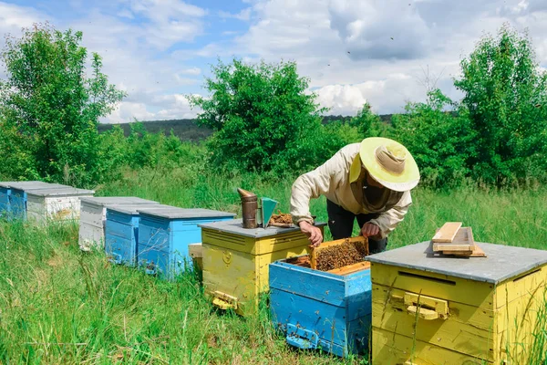 Bienenstock Der Imker Arbeitet Mit Bienen Der Nähe Der Bienenstöcke — Stockfoto