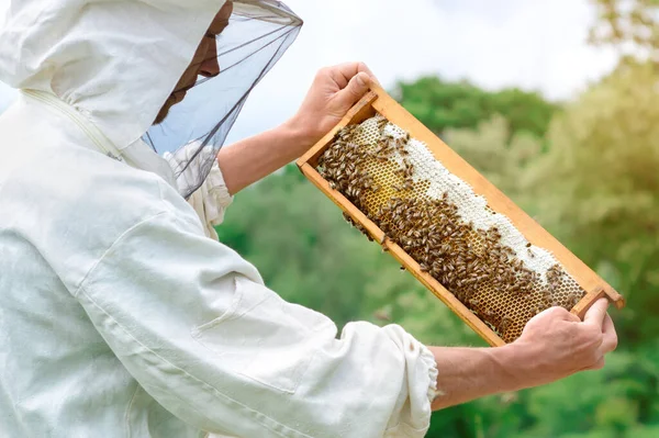 養蜂家は新鮮な蜂蜜で満たされた巣のハニカムから出て行きます — ストック写真