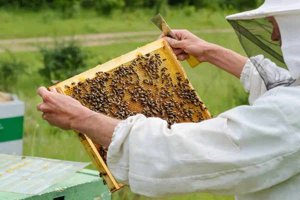 ハニカム 養蜂家は新鮮な蜂蜜で満たされた巣のハニカムから出て行きます — ストック写真