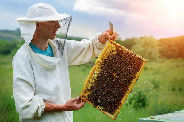 Apicultor Trabaja Con Abejas Cerca Las Colmenas Apicultura —  Fotos de Stock