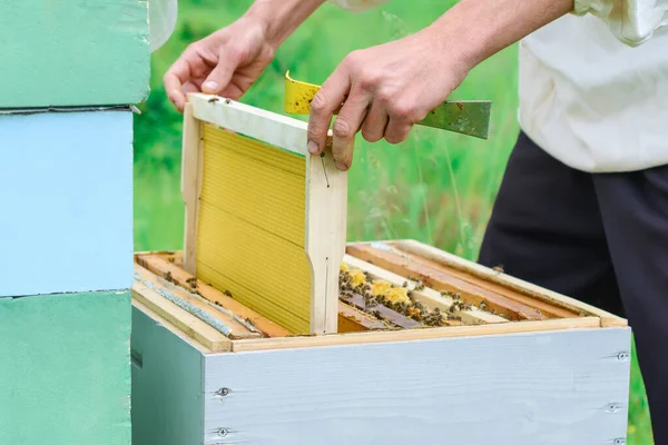 Imker Plaatst Korf Een Nieuw Kader Voor Honing Honingraat — Stockfoto