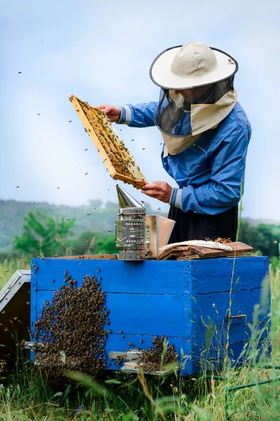 4月だ 養蜂家は巣の近くでミツバチと働いています — ストック写真