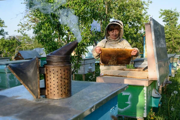 Imker Kontrollieren Bienenstock Und Wabenrahmen Imkerei — Stockfoto