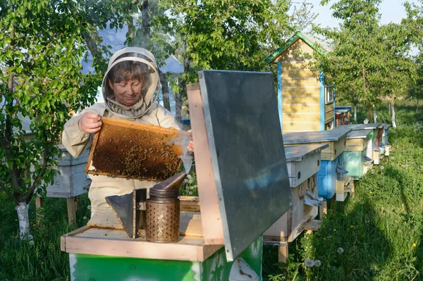 Imker Kontrollieren Bienenstock Und Wabenrahmen Imkerei — Stockfoto