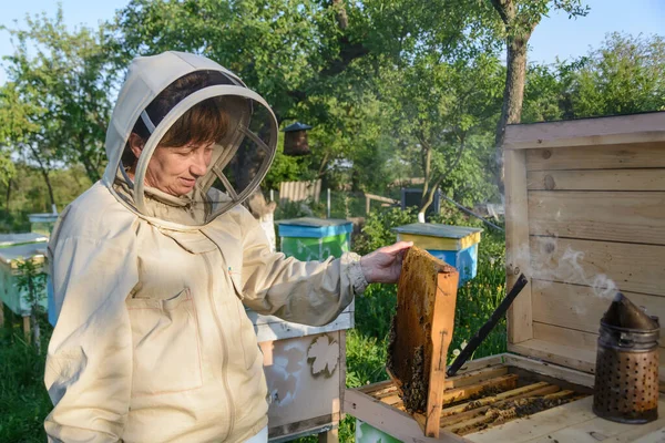 Imker Kontrollieren Bienenstock Und Wabenrahmen Imkerei — Stockfoto