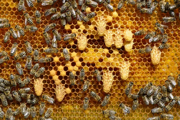 Waxen Domek Dla Rozwoju Kapituły Pszczelich Rodzin Młoda Królowa Pszczół — Zdjęcie stockowe