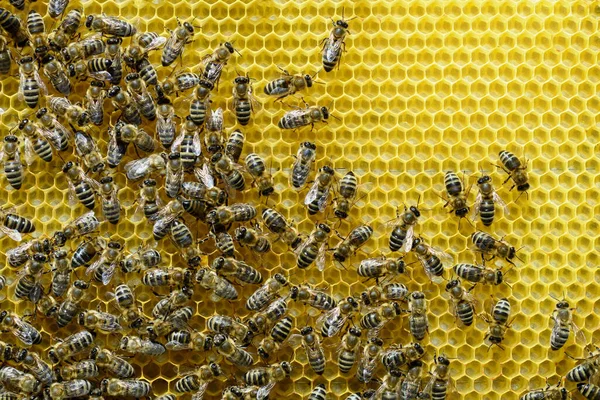 Las Abejas Reconstruyeron Una Nueva Celda Para Miel Apicultura —  Fotos de Stock