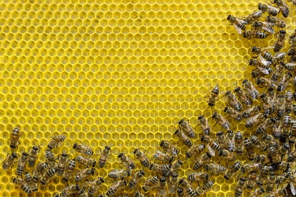 Las Abejas Reconstruyeron Una Nueva Celda Para Miel Apicultura —  Fotos de Stock