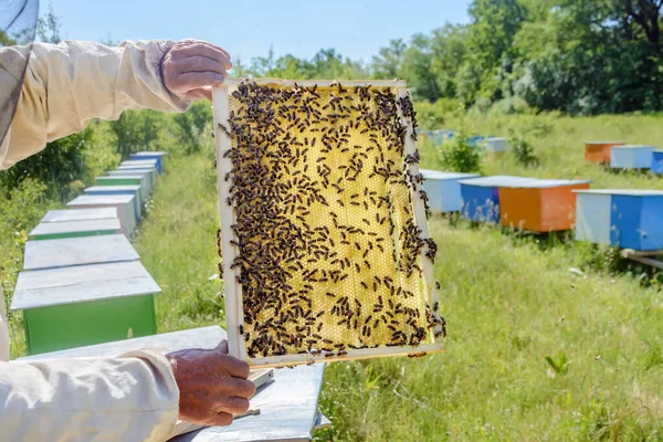 Пчеловод Работает Пчелами Ульями Пасеке Сотовый Пчелами Апикультура — стоковое фото