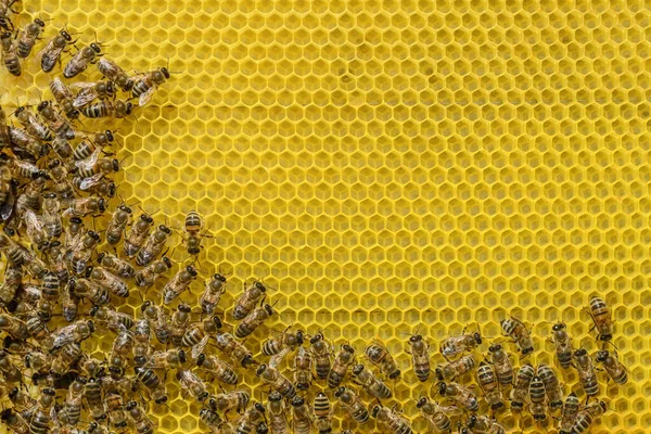 Las Abejas Reconstruyeron Una Nueva Celda Para Miel Apicultura —  Fotos de Stock