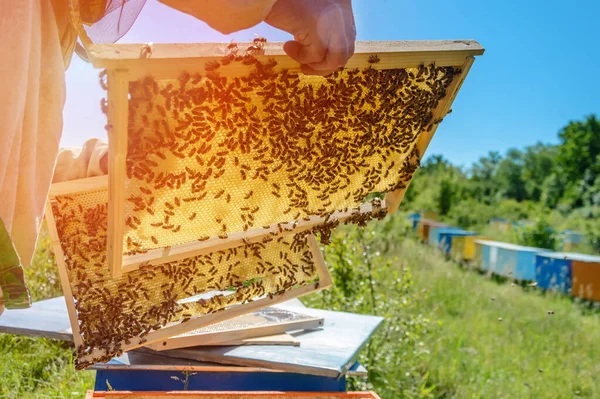 Bal peteği. Arı yetiştiricisi kovanların yanında arılarla çalışır. Apiary.
