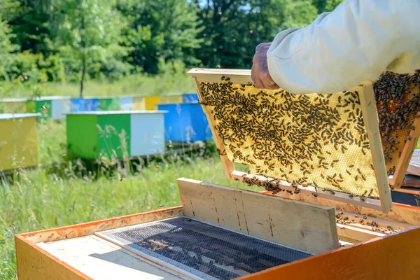 Apicoltore Sta Lavorando Con Api Alveari Sull Apiario Apicoltura — Foto Stock