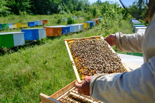 Las Abejas Trabajan Panal Patrón Células Miel Apicultura — Foto de Stock