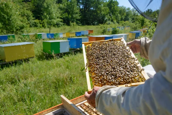 Пчелы Работают Сотах Рисунок Медовых Клеток Апикультура — стоковое фото