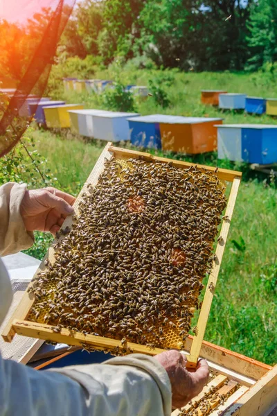 Arıcı elinde arılarla bir bal hücresi tutuyor. Apiculture. Apiary