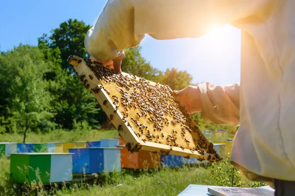 Pszczelarz Wyjmuje Ula Plaster Miodu Pszczołami Pszczelarstwo — Zdjęcie stockowe