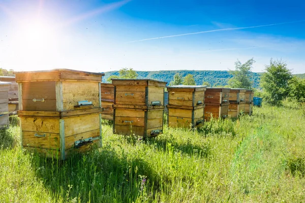 Urticaria Colmenar Con Abejas Volando Las Tablas Aterrizaje Apicultura —  Fotos de Stock