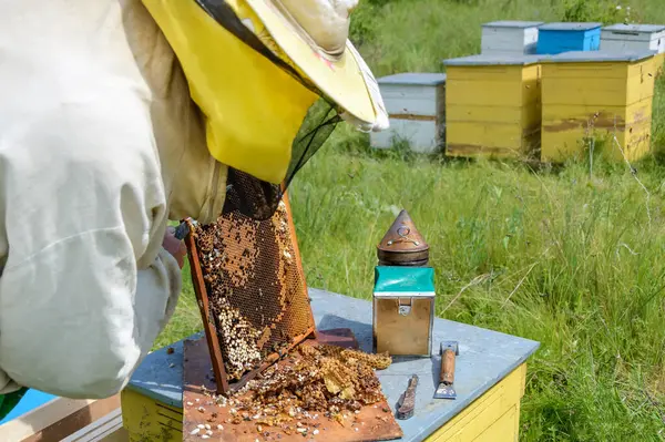 Apicultor Trabaja Colmenar Apiario — Foto de Stock