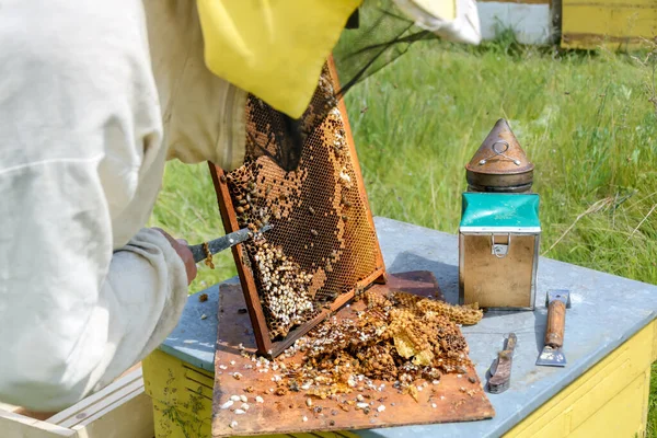 Apicultor Corta Más Allá Las Larvas Abejas Macho Apicultura — Foto de Stock