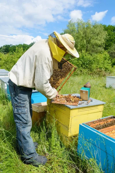 Пчеловод Работает Пасеке Пасека — стоковое фото