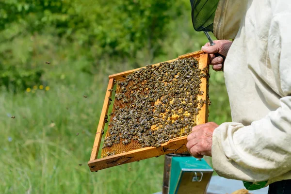 Imker Werkt Aan Een Bijenstal Een Honingraat Met Bijen — Stockfoto