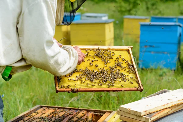 養蜂家は養蜂家の蜂や養蜂家と協力しています — ストック写真