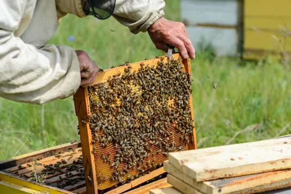 Pszczelarz Pracuje Pszczołami Uli Pasiece Pszczelarstwo — Zdjęcie stockowe