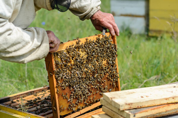 Beekeeper is working with bees and beehives on the apiary. Apiculture
