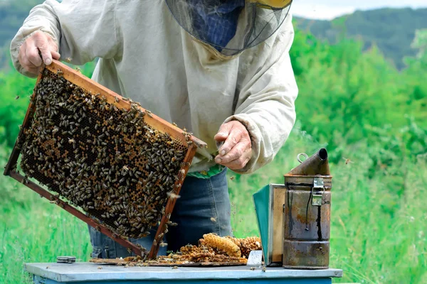 Apicultor Sosteniendo Panal Lleno Abejas Apicultor Ropa Trabajo Protectora Inspeccionando —  Fotos de Stock