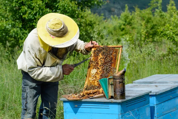 Imker Schneidet Über Larven Männlicher Bienen Hinaus Imkerei — Stockfoto