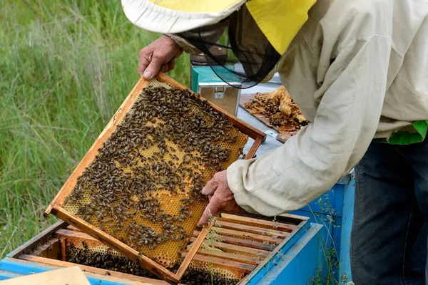 Der Imker Schaut Über Die Wabe Mit Den Bienen Der — Stockfoto