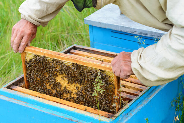 The beekeeper looks over the honeycomb with a bee larvae. Hive