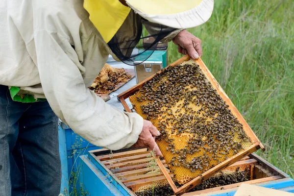 Apicultor Saca Del Panal Colmena Con Abejas Apicultura —  Fotos de Stock