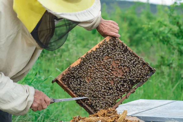 Apiaria Apicoltore Lavora Con Api Vicino Agli Alveari Apicoltura — Foto Stock